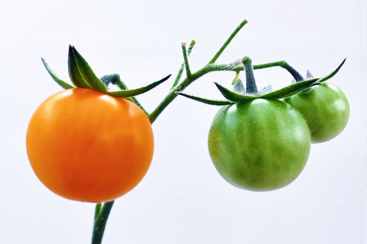 Spezie e erbe aromatiche